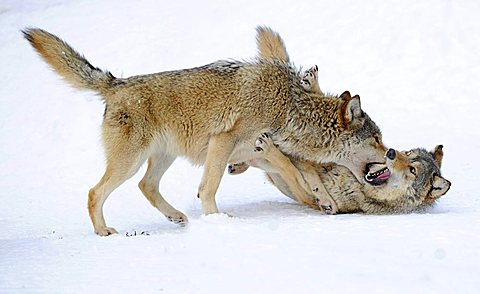 Fighting, playing wolves, cub, Mackenzie Wolf, Alaskan Tundra Wolf or Canadian Timber Wolf (Canis lupus occidentalis) in the snow