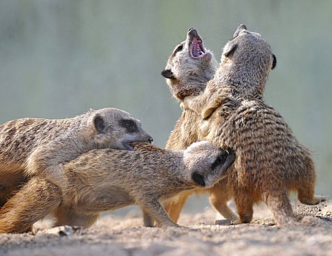 Young Meerkats (Suricata suricatta) wrestling