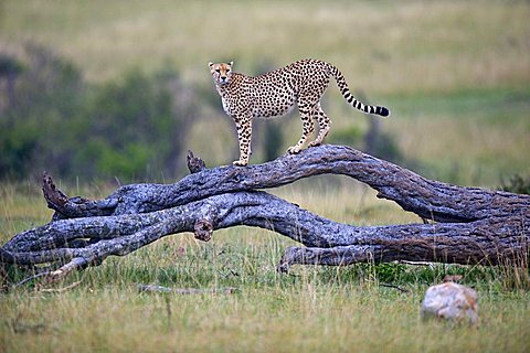 Cheetah (Acinonyx jubatus), keeping watch on a dead tree, Masai Mara National Reserve, Kenya, East Africa