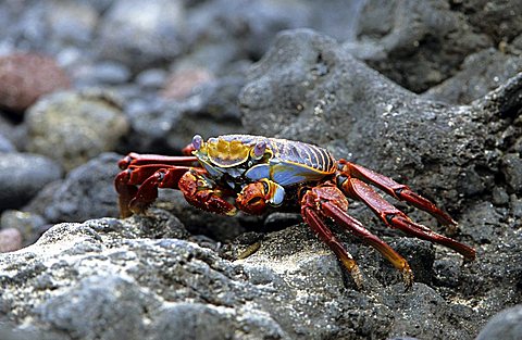 sally lightfood crab, Grapsus grapsus, Galapagos