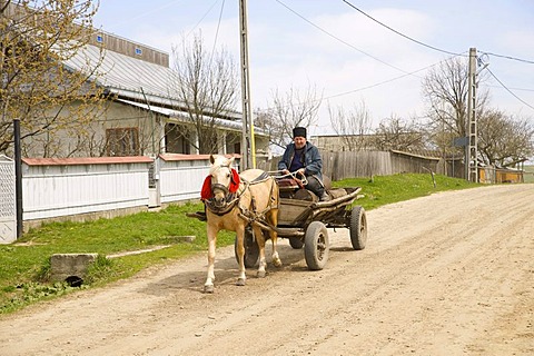 Horse cart, horse with red collar for improved visibility, Romania, Europe