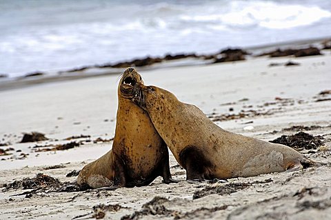 australia sealion, Neophoca cinerea, kangaroo island, southaustralia, australia