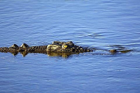 Salt water crocodile, Crocodylus porosus, australia