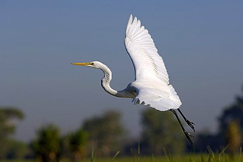 Great Egret, Ardea alba, Australia