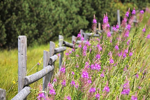 Fence lined with flowers along the hiking trail around Schliffkopf mountain, Black Forest, Baden-Wuerttemberg, Germany, Europe