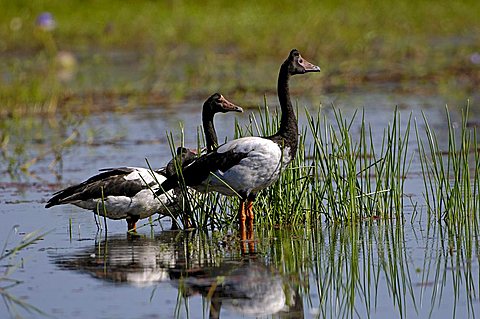 magpie goose, Anseranas semipalmata, Kakadu NP Nothern Territory, Australia