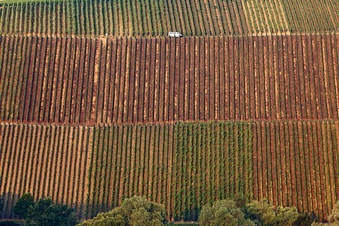 Vineyards near Koehler, Volkach loop of the Main river, Main-Franconia region, Lower Franconia, Franconia, Bavaria, Germany, Europe