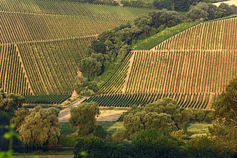 Vineyards near Escherndorf, Volkach loop of the Main river, Main-Franconia region, Lower Franconia, Franconia, Bavaria, Germany, Europe