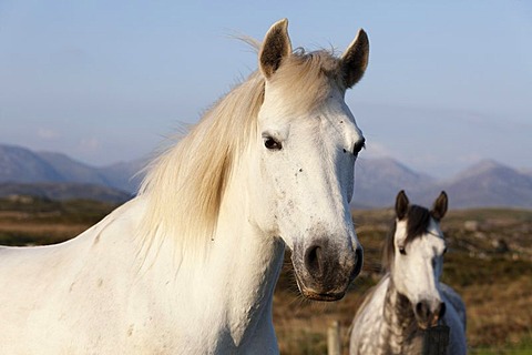 Portrait of a white horse, Connemara, County Galway, Republic of Ireland, Europe