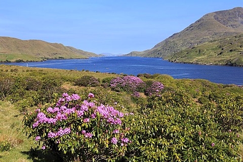 Killary Harbour with rhododendron shrubs, Connemara, County Galway, Republic of Ireland, Europe