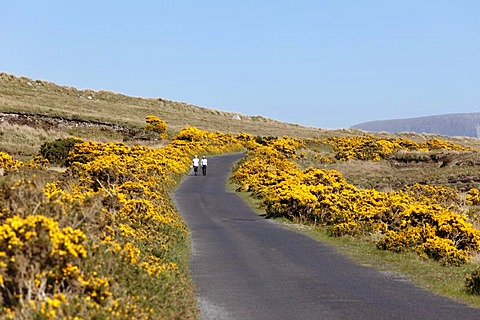 Country road and flowering gorse near Dooega, Achill Island, County Mayo, Connacht province, Republic of Ireland, Europe