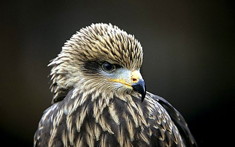 Black Kite, Milvus migrans