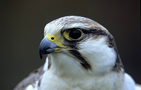 Falcon, Falco jugger