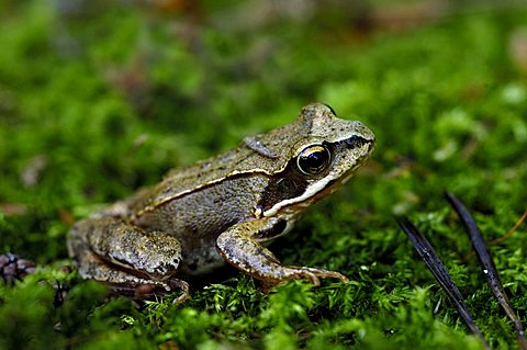 Frog, Rana arvalis