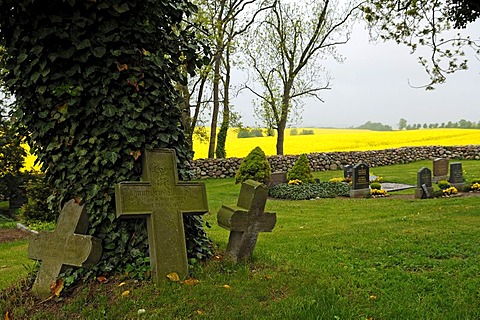 Three old grave crosses at an ivy-covered tree in the cemetery of the village church, Hohenkirchen, Mecklenburg-Western Pomerania, Germany, Europe