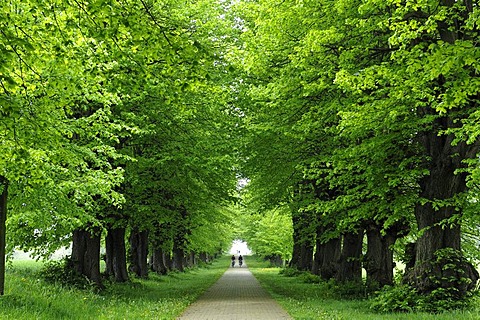 Linden Avenue, Large-leaved Linden (Tilia platyphyllos), view from Gross Schwansee Castle, Am Park 1, Mecklenburg-Western Pomerania, Germany, Europe