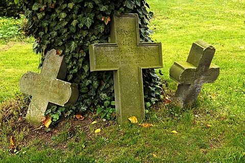 Three old grave crosses at an ivy-covered tree in the cemetery of the village church, Hohenkirchen, Mecklenburg-Western Pomerania, Germany, Europe