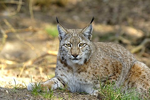 europian lynx, lynx lynx