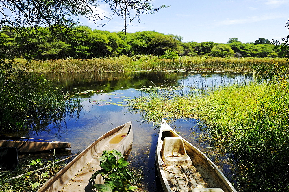 Makoros or mokoros, canoes on the Thamalakane river south of the outflow of the Okavango from the Okavango Delta, Maun city, Botswana, Africa