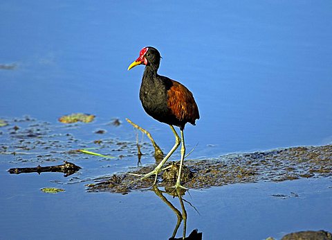 Jacana jacana, pantanal, brasil