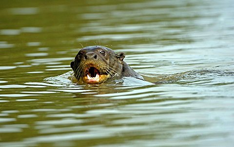 Giant otter, Pteronula brasiliensis, Pantanal, Brasil