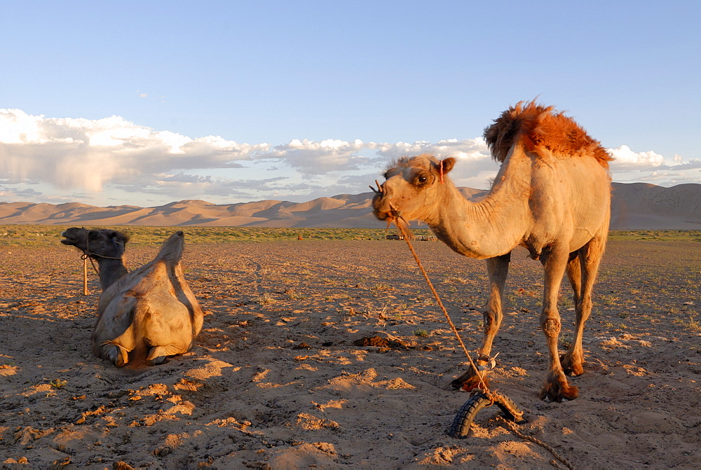 Two camels in the evening light in front of the great sand dunes of Khorgoryn Els in the Gobi Desert, Gurvan Saikhan National Park, Oemnoegov Aimak, Mongolia, Asia