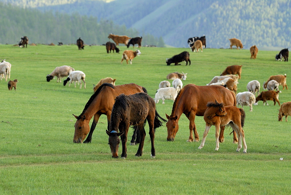 Pasture land with grazing sheep, goats and horses with foals at Orkhon Waterfall, Orkhon Khuerkhree, Kharkhorin, Oevoerkhangai Aimak, Mongolia, Asia