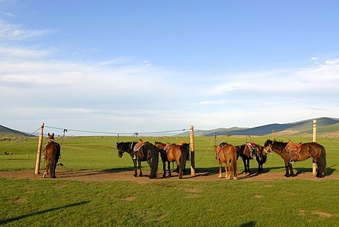 Mongolian horses standing tied up in the grasslands, Orkhon Khuerkhree, Kharkhorin, Oevoerkhangai Aimak, Mongolia, Asia