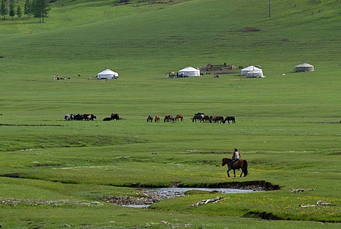 Mongolian child riding on a horse towards a summer camp of the nomads with a yak herd, ger or yurts round tents, in a lush green grass landscape near the Khuisiin Naiman Nuur Nature Reserve, Oevoerkhangai Aimak, Mongolia, Asia