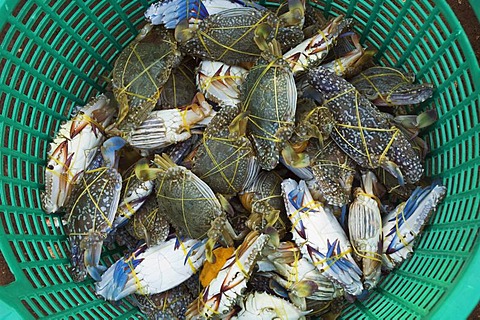 Crab, market, Kep, Cambodia, Indochina, Southeast Asia