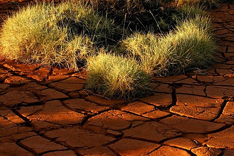 Spinifex grass in dried and cracked red soil, Pilbara, Northwest Australia