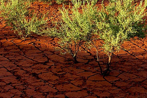 Mulga trees (Acacia aneura) growing in dried and cracked red soil, Pilbara, Northwest Australia