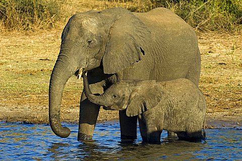 African Bush Elephant (Loxodonta africana), mother and young animal drinking, Chobe National Park, Botswana, Africa