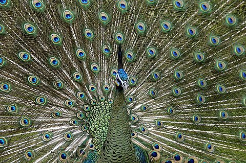 Pavo muticus