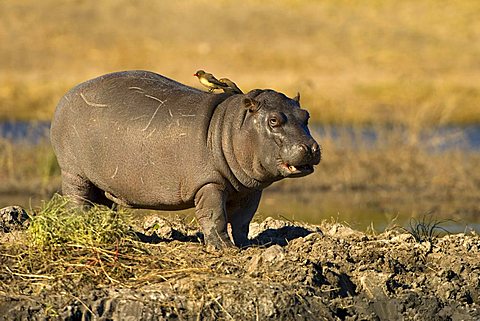 Hippo (Hippopotamus amphibius), young animal, Chobe National Park, Botswana, Africa