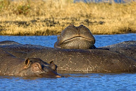 Hippo (Hippopotamus amphibius), group sunbathing, Chobe National Park, Botswana, Africa