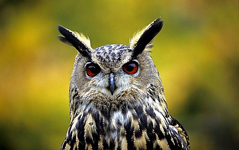 eagle owl , bubo bubo