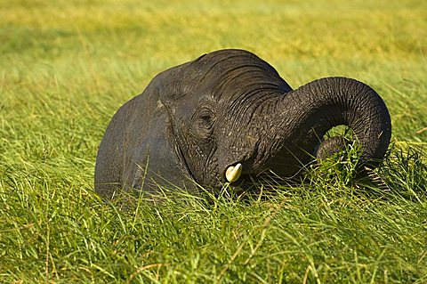 African Bush Elephant (Loxodonta africana), eating on a grass island in the Chobe River, Chobe National Park, Botswana, Africa