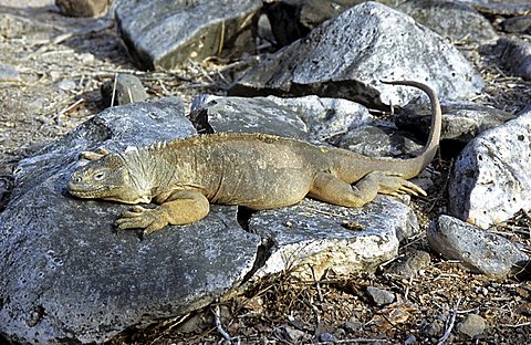 land iguana, Conolphus subscristatus