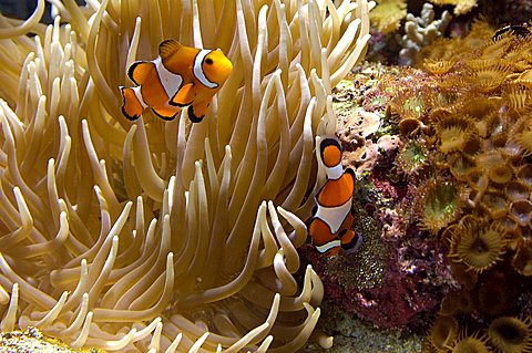 Anemone fish, Amphiprion ocellaris, with eggs ane anemone