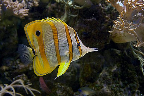 Butterflyfish, Chelmon rostratus