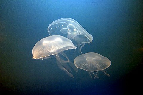 Jelly fish, Aurelia aurita