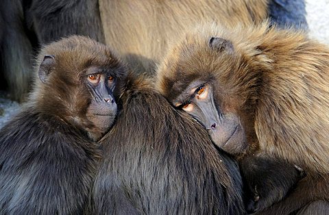 Gelada (Theropithecus gelada)