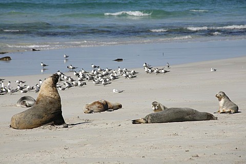 Australian sea lions (Neophoca cinerea) in Seal Bay, Kangaroo-Island, South Australia, Australia