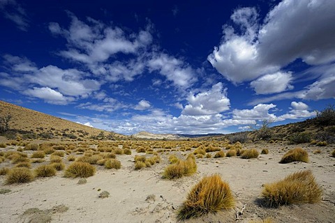 Steppe grass tufts with a blue sky, Monte Leon National Park, Rio Gallegos, Patagonia, Argentina, South America