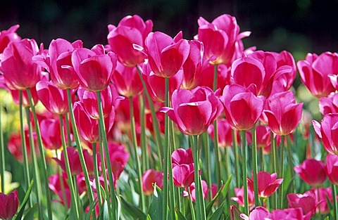 Pink Tulips (Tulipa)