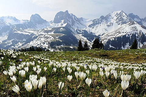 Blooming crocuses (Crocus vernus) near the Gurnigel Pass, the snowy Alps at the back, Bern, Switzerland, Europe