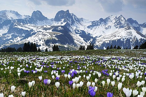 A field of blooming crocuses (Crocus vernus) near the Gurnigel Pass, the snowy Alps at the back, Bern, Switzerland, Europe