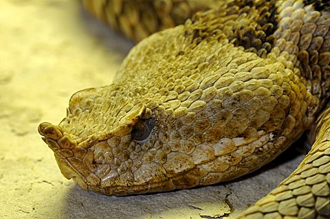 Horned, Long-nosed or Nose-horned Viper (Vipera ammodytes)