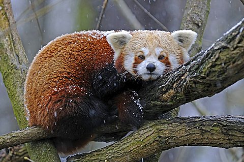 Red Panda, Lesser Panda (Ailurus fulgens) in winter